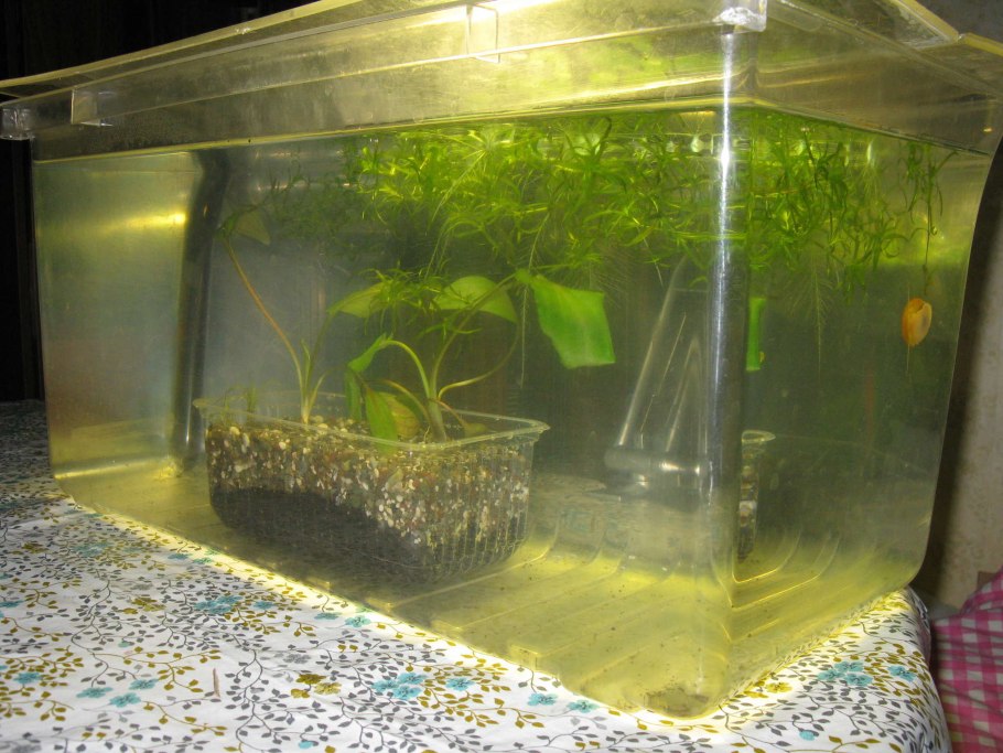Пистия в биотопном аквариуме