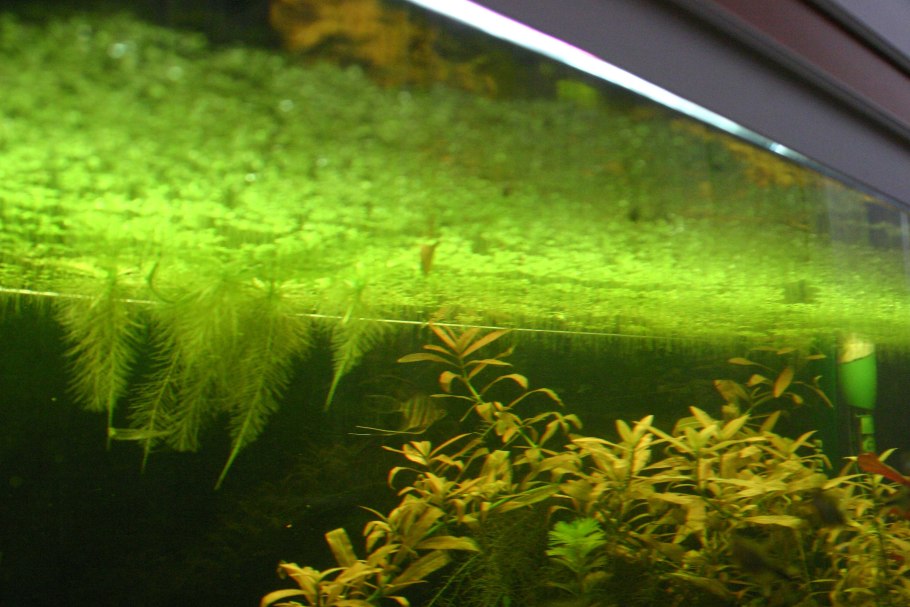 Писция аквариумная