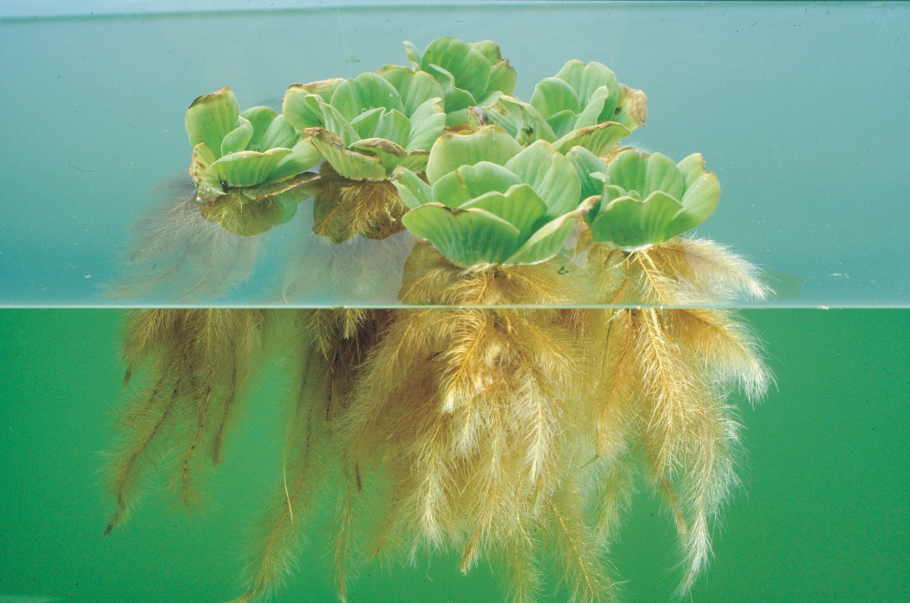 Пистия тарактиотес