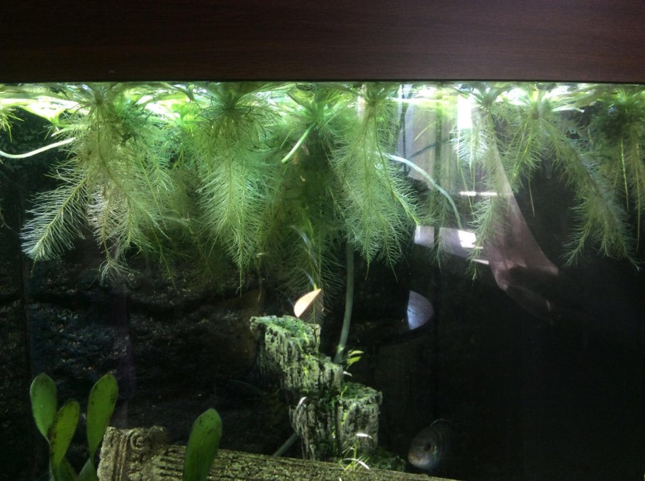 Пистия водяная Лилия