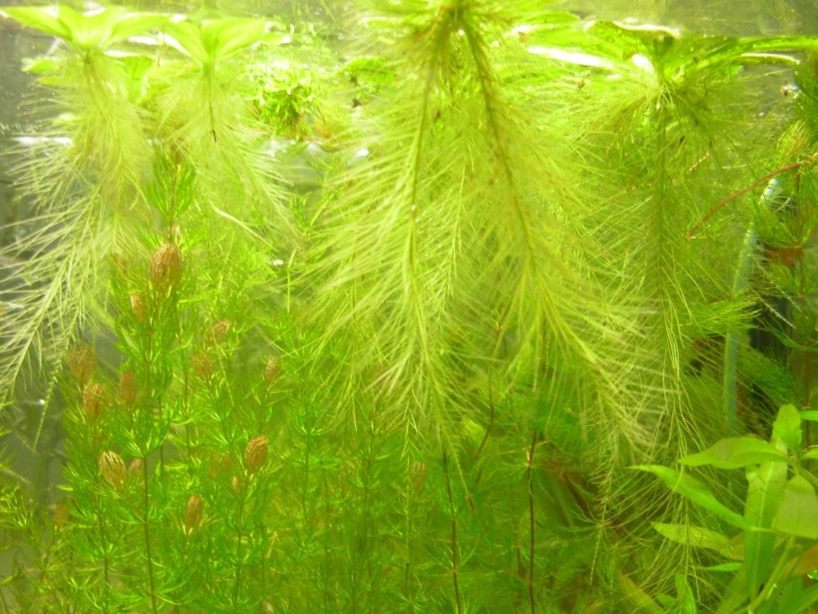 Гиацинт пистия