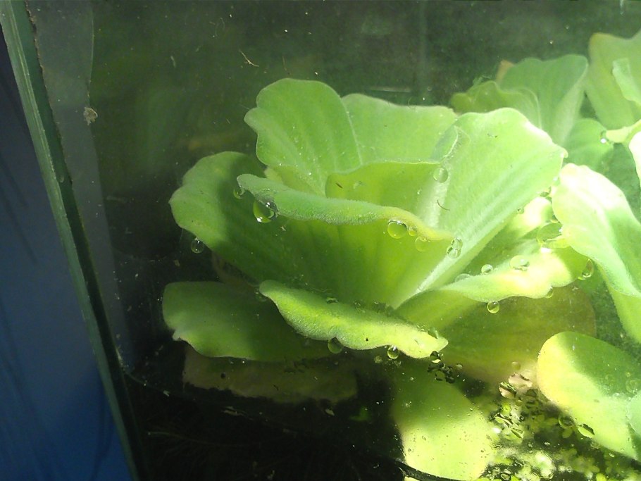 Аквариумное растение Пасция