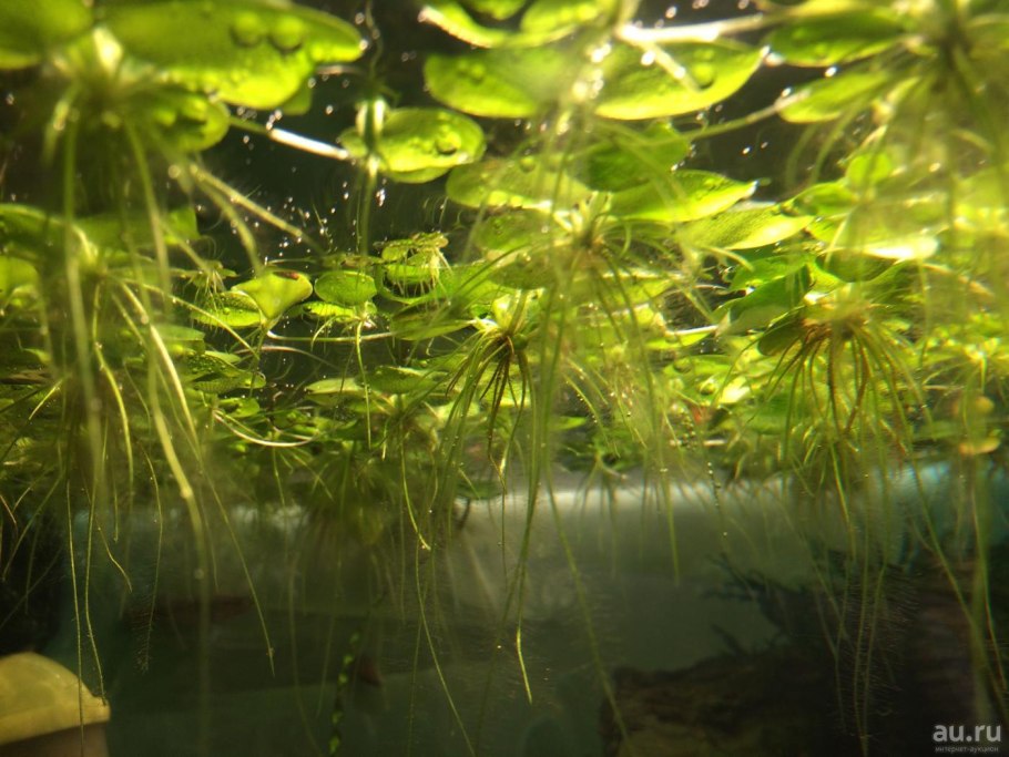 Ряска пистия водокрас