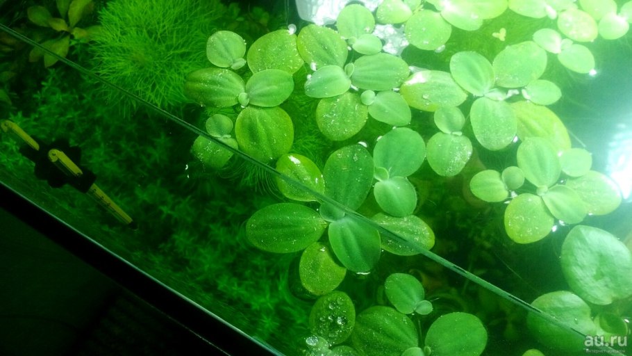 Пистия цветет