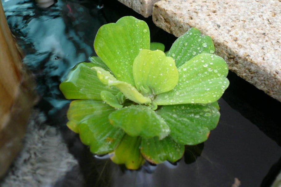 Папоротник Сальвиния