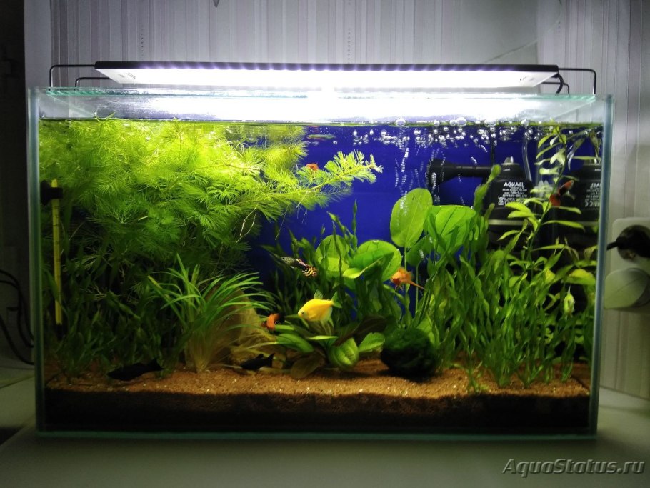 Пистия аквариумное растение