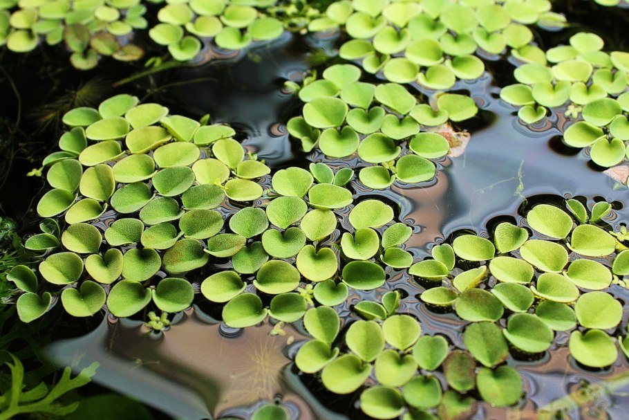 Пистия - водяная роза