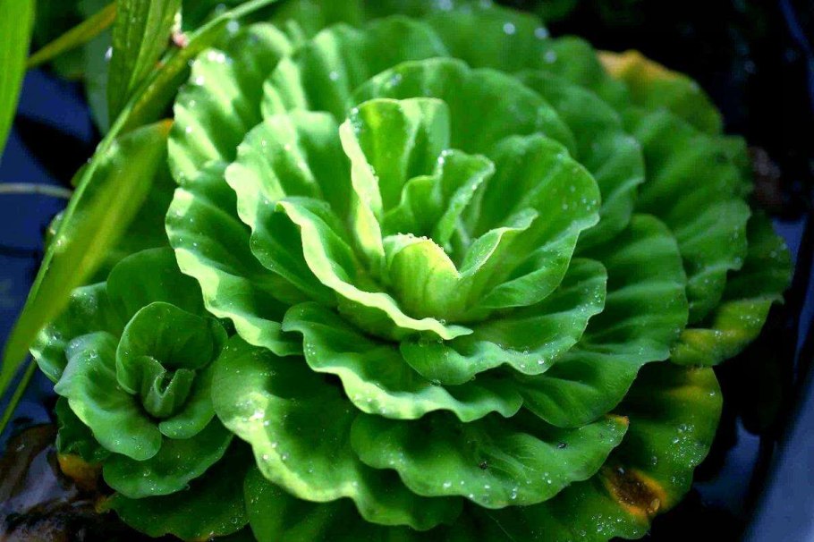 Пистия белая