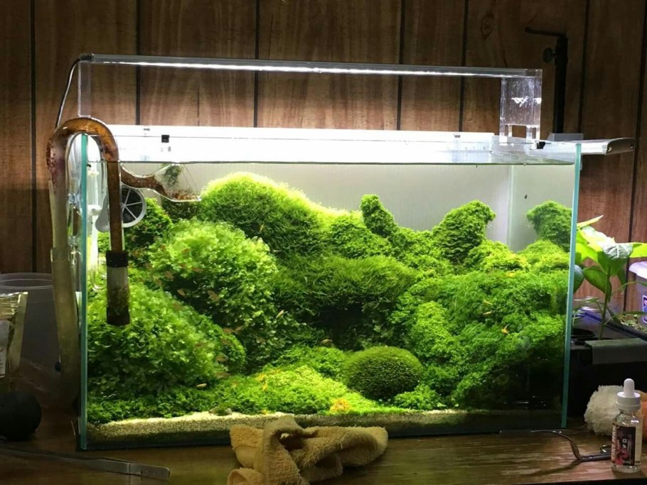 Писция аквариумная