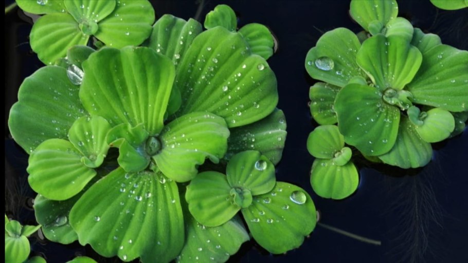 Комнатные Ароидные растения пистия