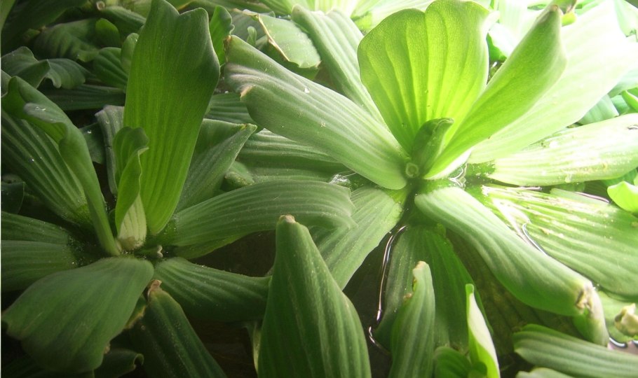 Пистия в маленьком аквариуме