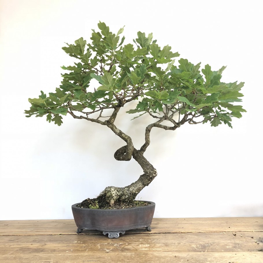 Лещина бонсай