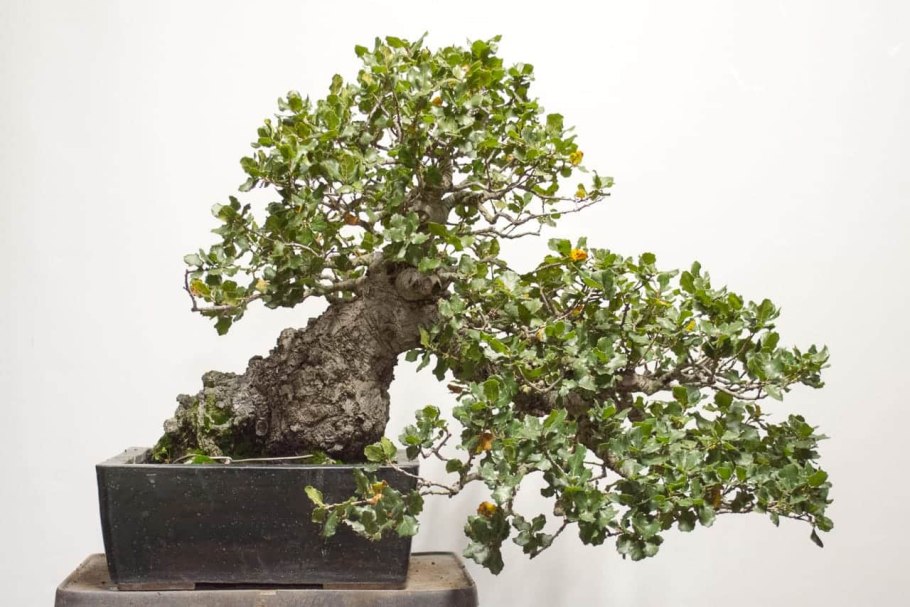 Бонсай Джора микс