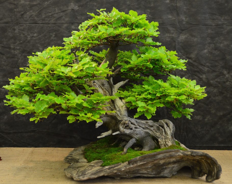 Лещина бонсай