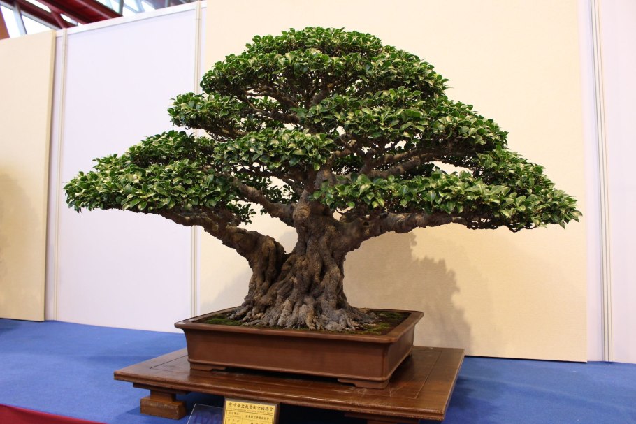 Криптомерия ниваки