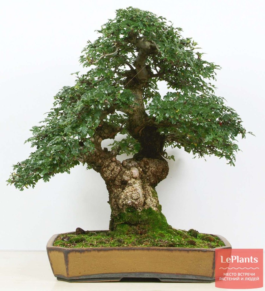 Дерево элгарио Южная Корея