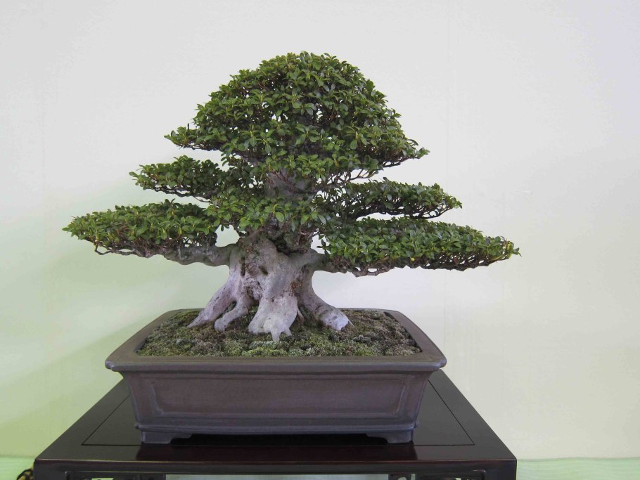 Дуб сизый бонсай