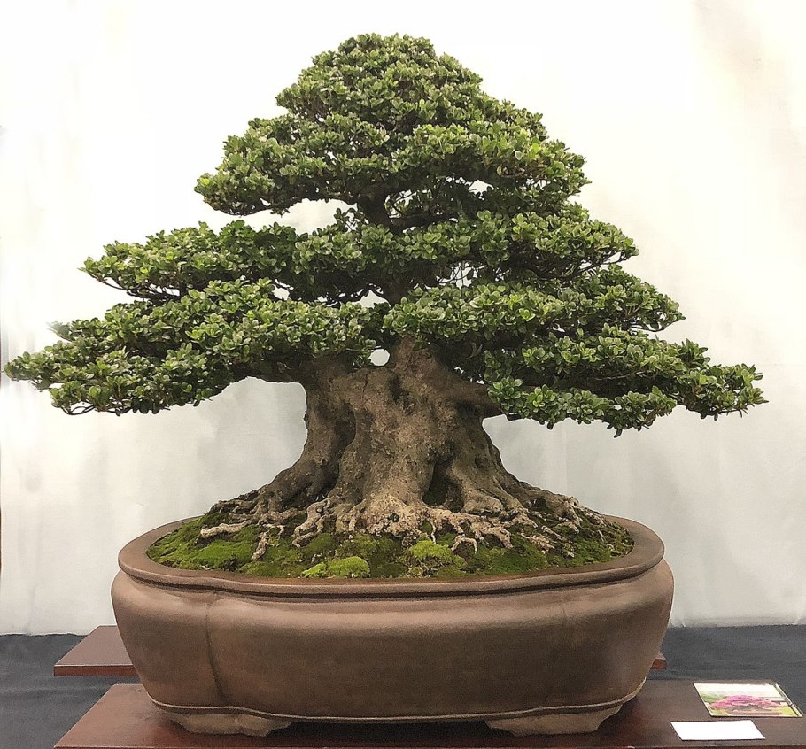 Дуб красный черешчатый бонсай