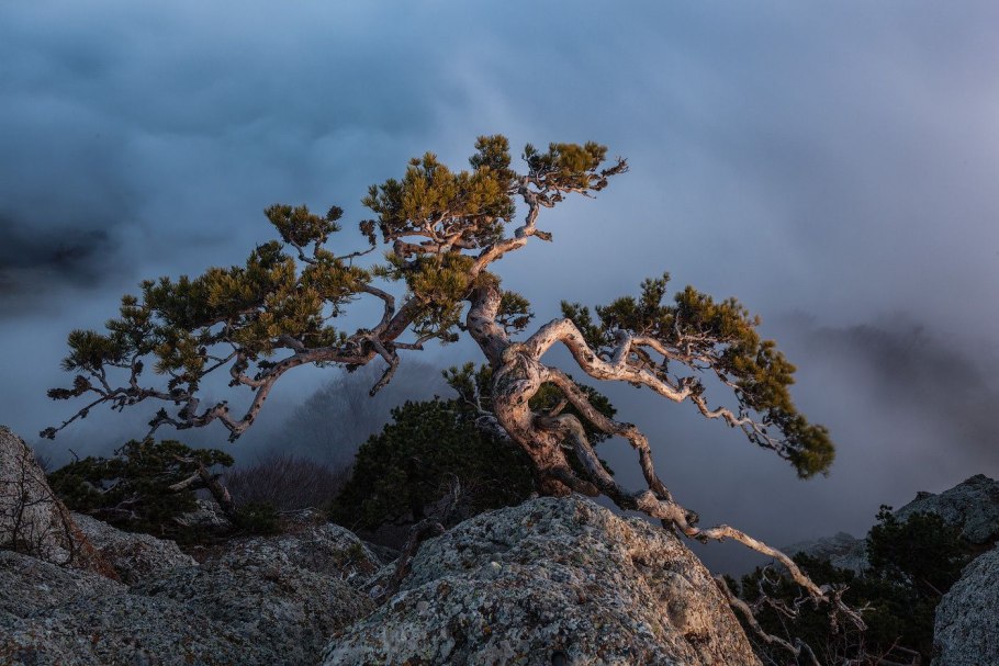 Бонсай дуб для новичков