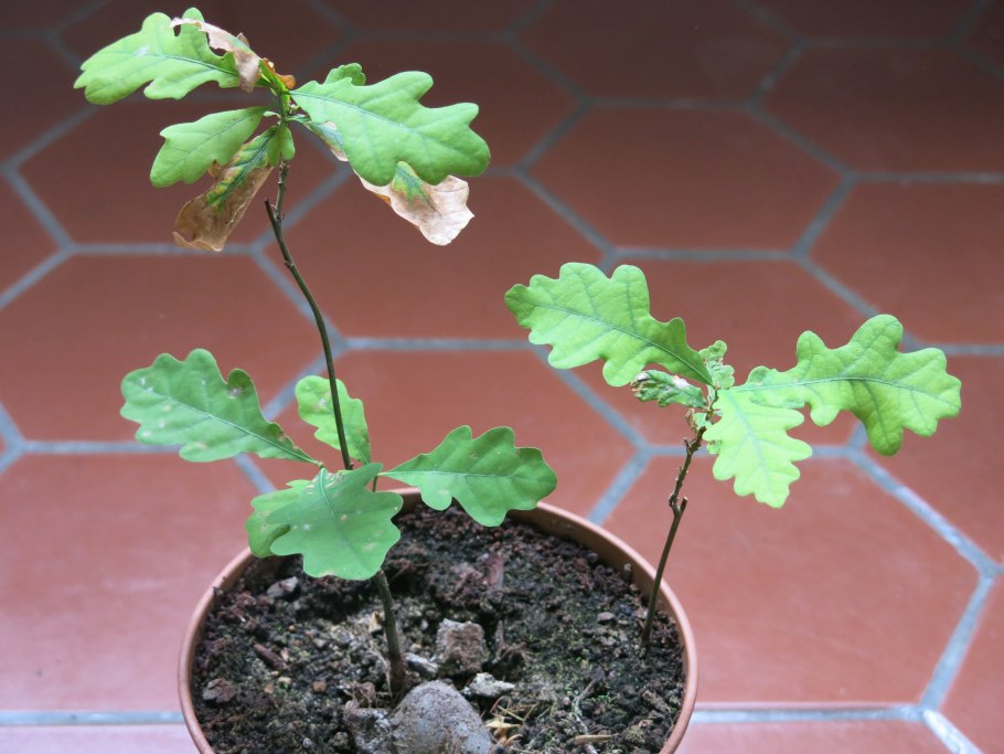 Дуб в горшке бонсай