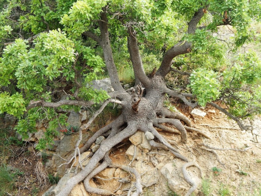 Бонсай дуб из Желудя