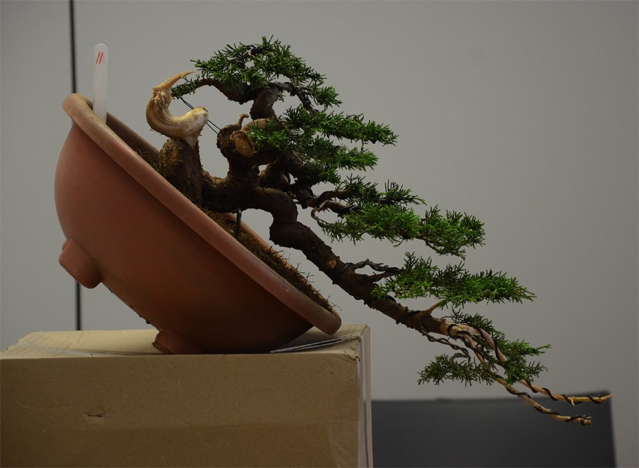 Молодой дуб для бонсай