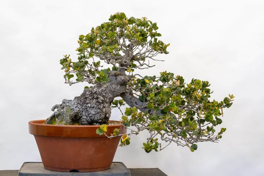 Бонсай гранат