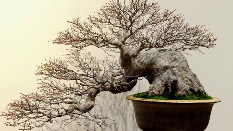 Бонсай дуб ниваки