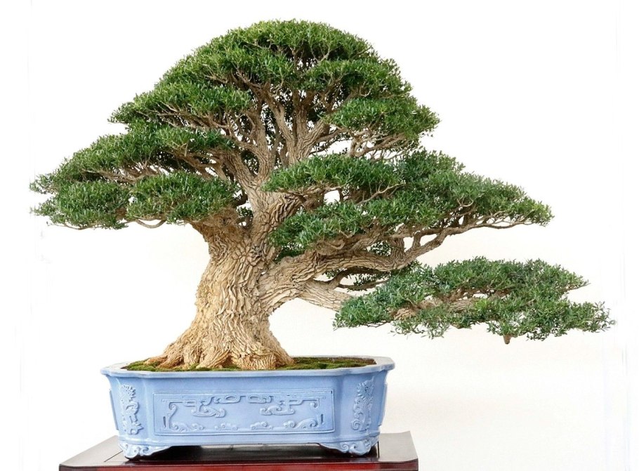 Бонсай Возрождение