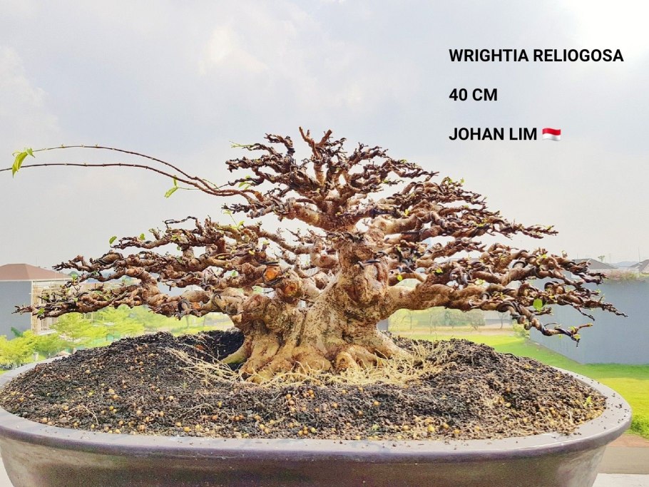 Крымский бонсай Демерджи