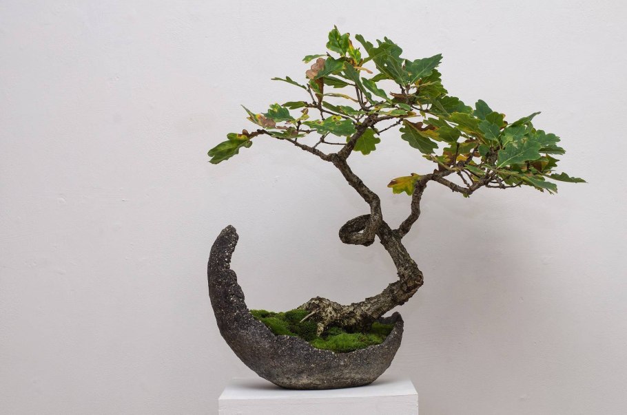 * Сад бонсай (Bonsai Garden). Сингапур Ботанический сад
