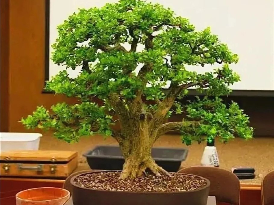 Мирт бонсай