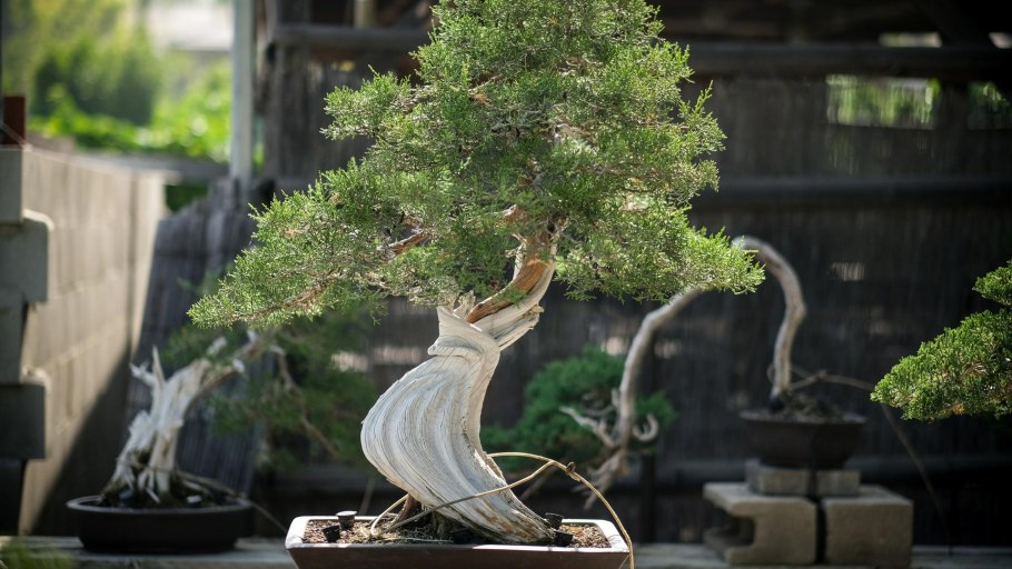 Дуб пробковый бонсай