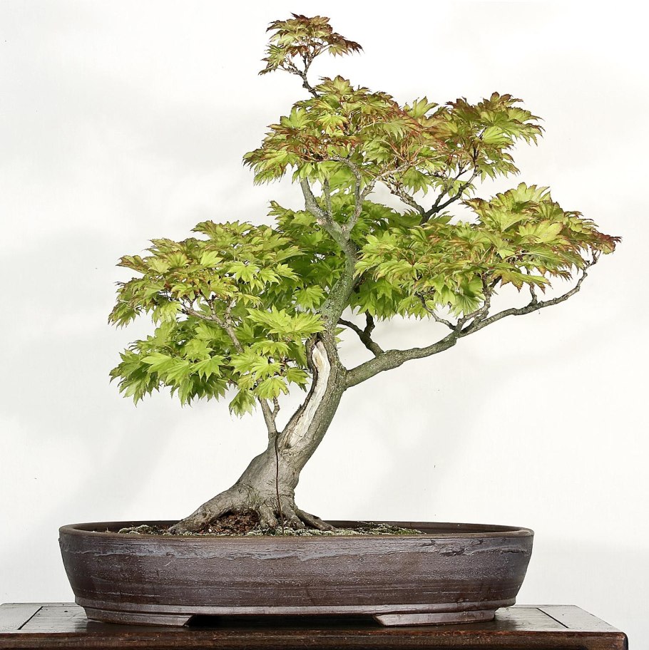 Стиль Секиджоджу бонсай