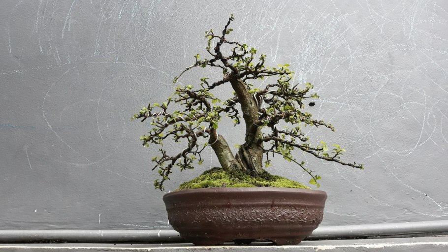 Карельская береза бонсай