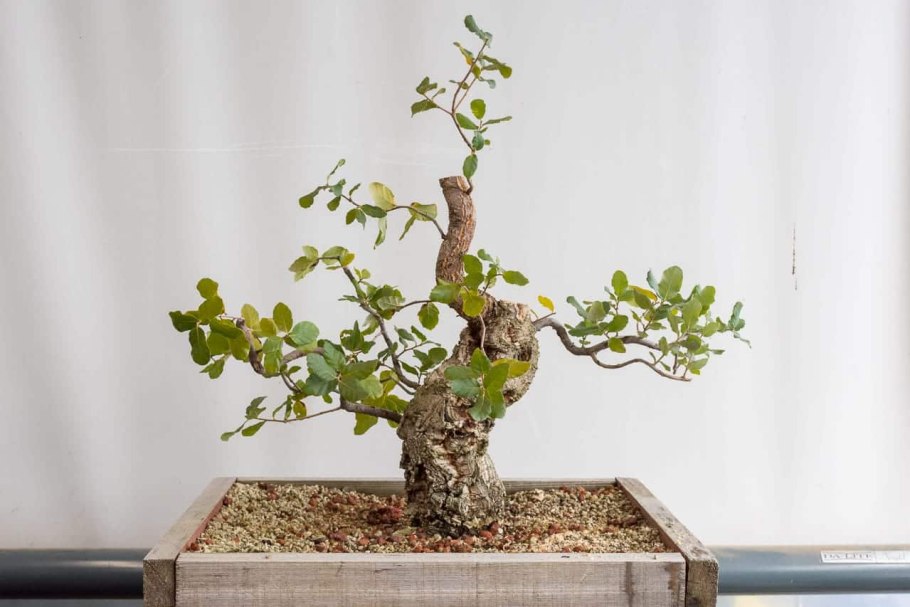 Плант микс бонсай