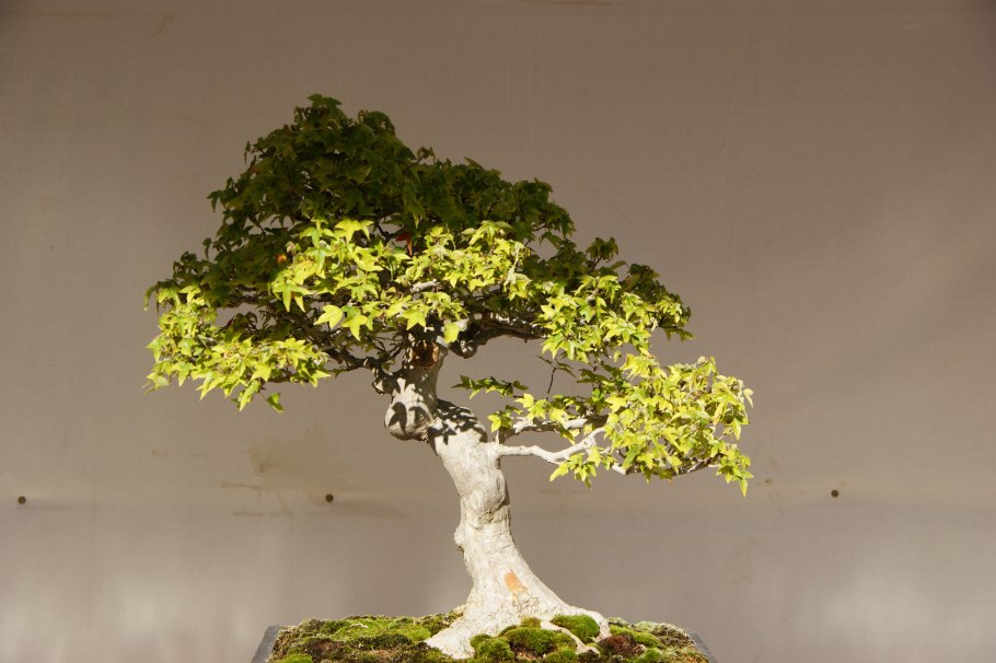 Бонсай дерево