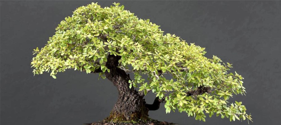 Бонсай дерево дуб