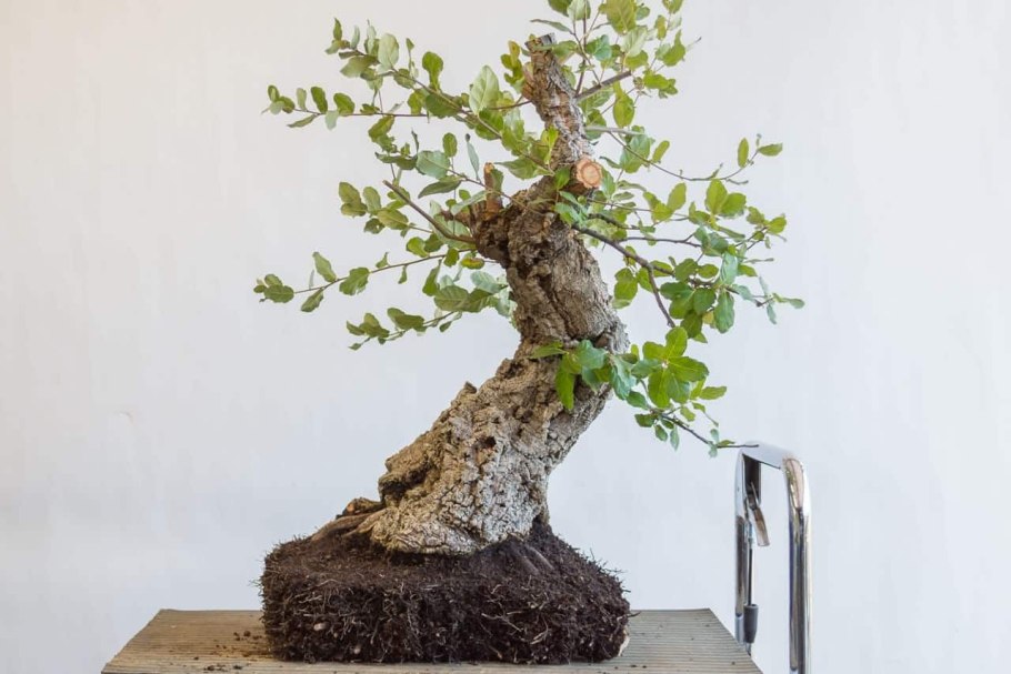 Японские Карликовые деревья бонсай