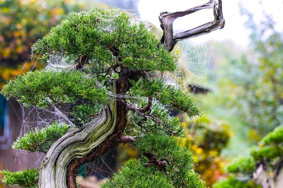 Ямадори дуб