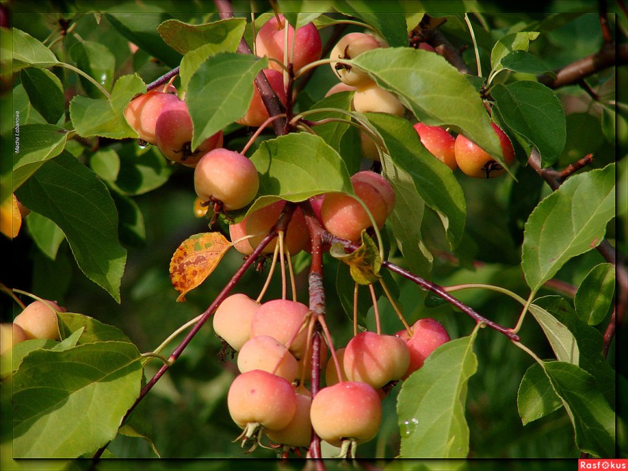 Яблоня китайка Ранетка