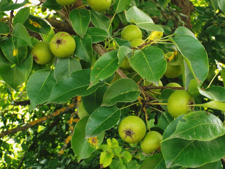 Дикая груша дичка