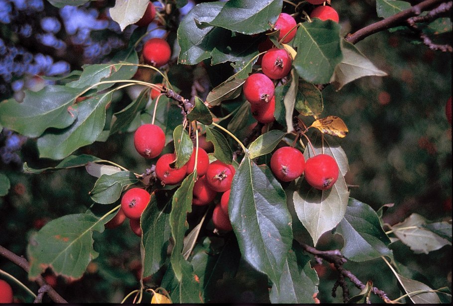 Яблоня Сибирская Malus baccata