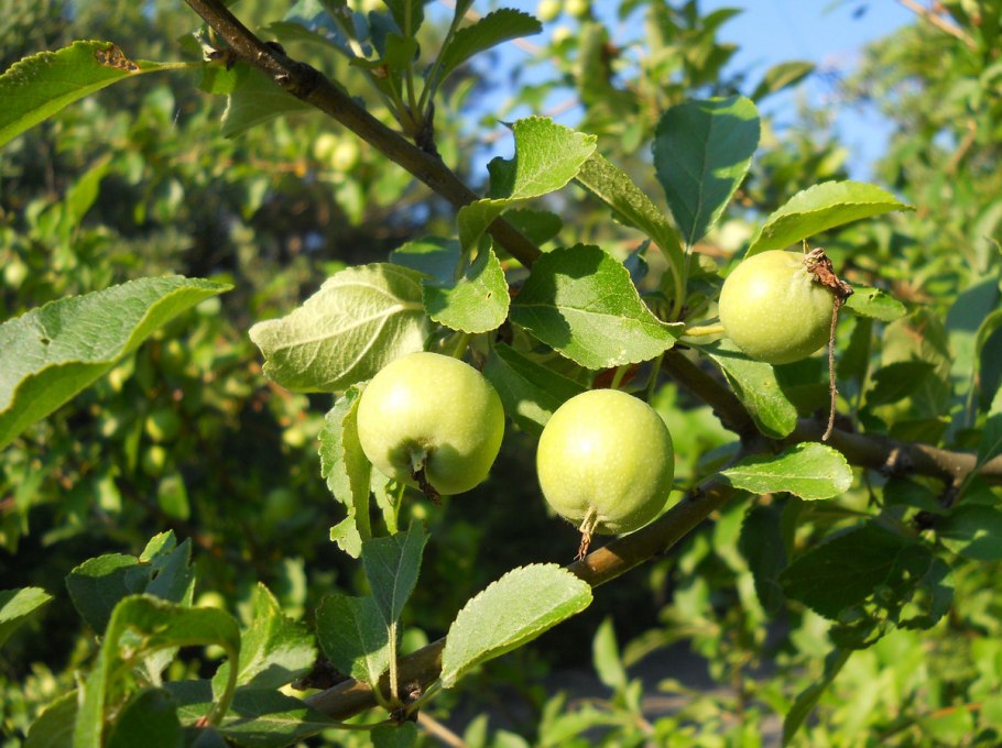 Яблоня Лесная (Дикая) (Malus Sylvestris)