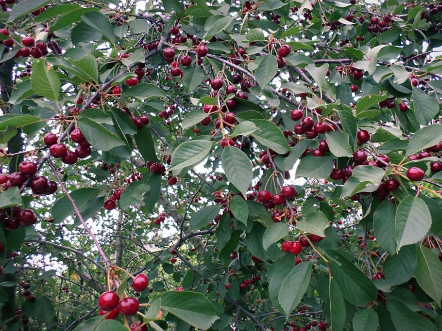 Вишня Владимирская дерево