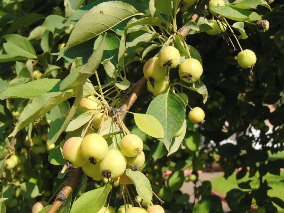 Яблоня Сибирская Malus baccata