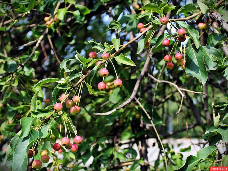 Яблоня Сибирская дичка
