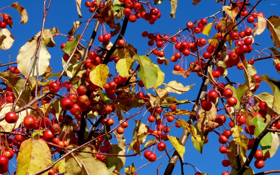 Осенние Ранетки