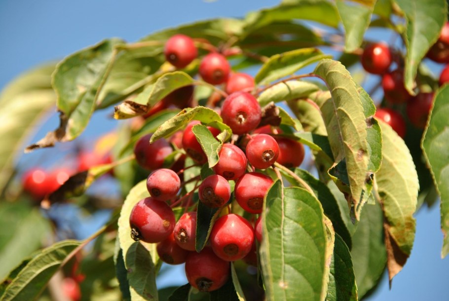 Яблоня Сибирская Malus baccata