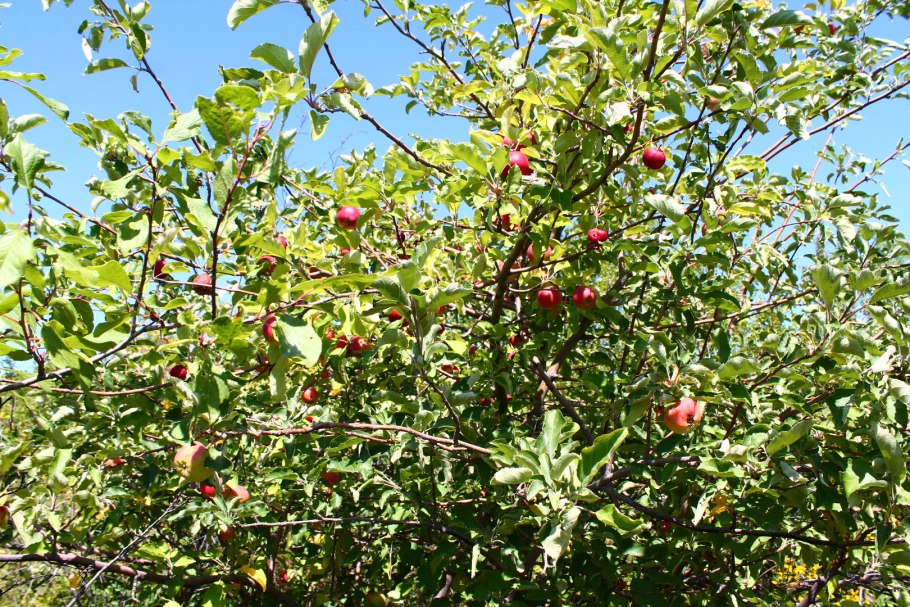 Яблоня Лесная (дичок)